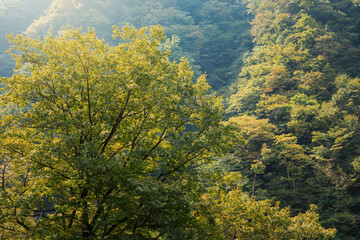 Fototapeta na wymiar 早秋の木々、紅葉のはじまり。