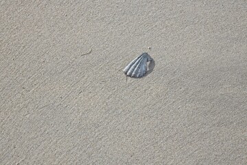 Shell on the sand