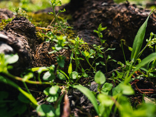 life in the garden