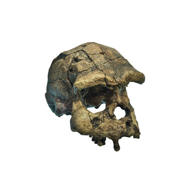 Skull of the person isolated