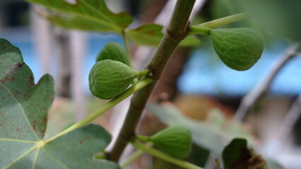  Ficus carica known as the Fig, Fig Fruit or Buah Tin, a species of small tree in the flowering plant family Moraceae. Native to the Mediterranean and western Asia