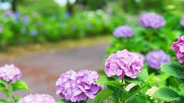 吉野公園の遊歩道に咲く可愛い紫陽花