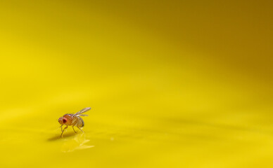 Macro of a single fruit fly caught on a sticky paper trap