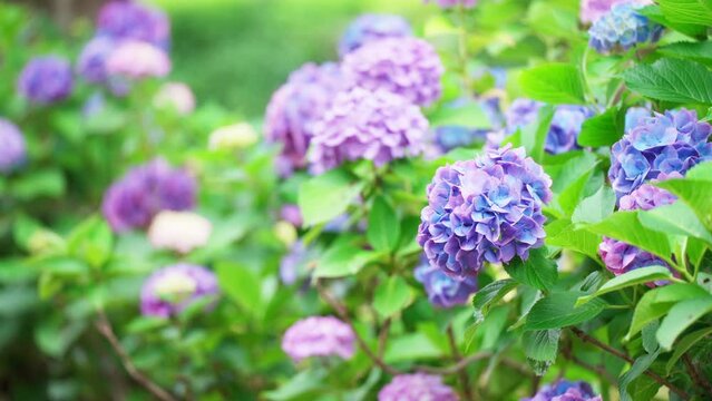 青紫色の奇麗な紫陽花