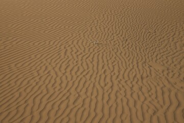 Obraz premium sand dune texture