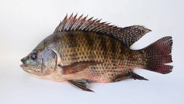 Close-up of tilapia on a white background