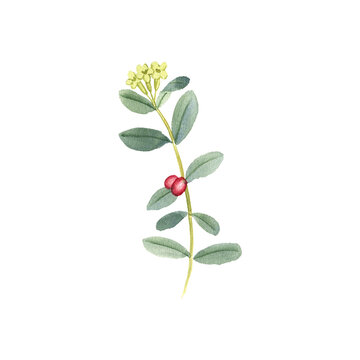watercolor drawing plant of Wikstroemia indica , tie bush, Indian stringbush, herb of traditional chinese medicine, hand drawn illustration