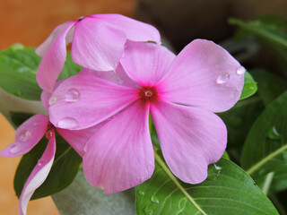 Tapak dara close up. Tropical flower. Its scientific name is Catharanthus roseus Don. In Indonesia, this plant is known by various names, such as sindapor, kembang tembaga, bunga tapak dara.
