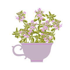 vector drawing tea cup with thyme flowers, herbal tea, , hand drawn illustration