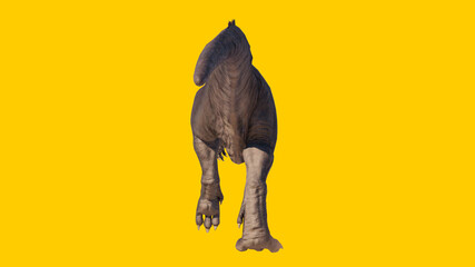 Dinosaur Giganotosaurus walking shot from behind isolated on yellow blank background