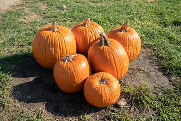 Pumpkins together in autumn planting
