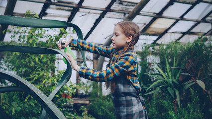 Obraz na płótnie Canvas Concentrated little girl is washing leaves of large evergreen plant with spray bottle inside greenhouse. Family business, interesting hobby, exotic flowers and people concept.