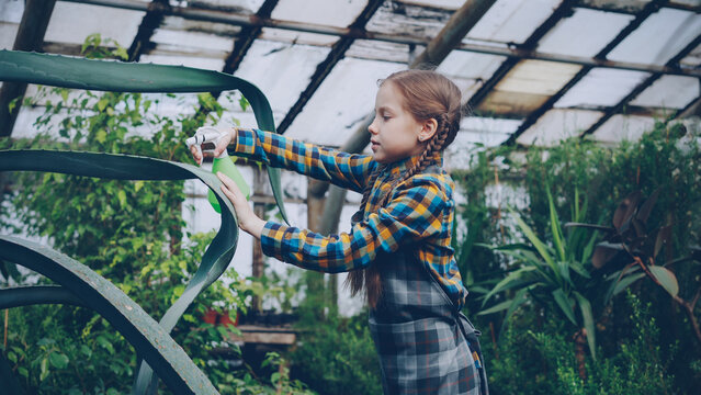 Concentrated little girl is washing leaves of large evergreen plant with spray bottle inside greenhouse. Family business, interesting hobby, exotic flowers and people concept.