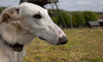 Fototapeta na wymiar The Afghan hound. A close-up shot of the head of an Afghan greyhound dog