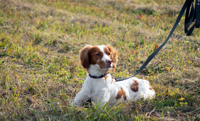 A spaniel hunting dog on a leash.