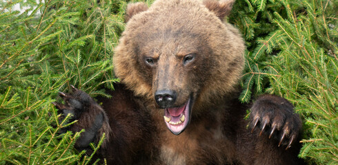 An aggressive big bear attacks, baring its claws.