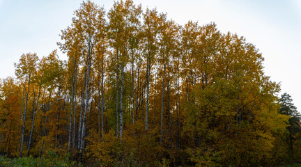 Autumn landscape, forest in autumn, yellow leaves. Beautiful background or screen saver on the phone and computer