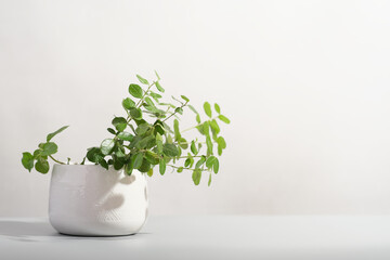 minimal home decor with green plants. lingonberry leaves growing in white flowerpot. green house decoration, home plants, copy space