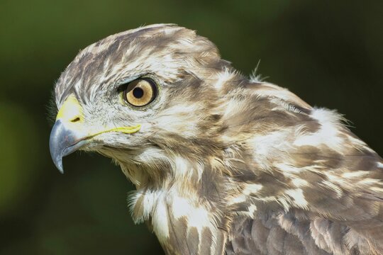 Closeup of a red kite's (hawk) head from the woods in Arlesheim, Switzerland