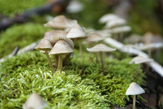 Selective focus of mushrooms growing on a fallen tree log covered with green moss