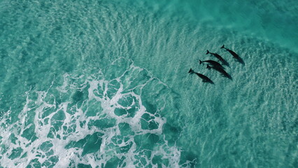 Aerial picture of 5 dolphins having fun in the waves. Clear water in Esperance. Five dolphins in the ocean, view from above. Amazing blue water and little foamy waves. © Elsa