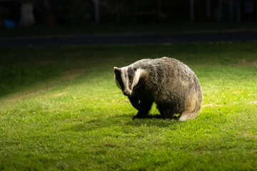 European badger (Meles meles)  at night standing on grass