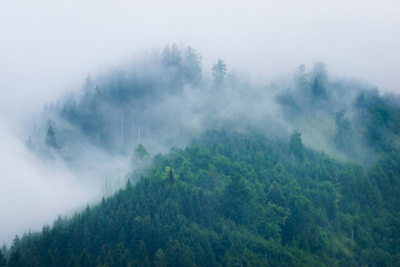 Wald und Berge im Nebel
