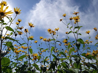 flowers against sky