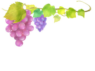 赤ぶどうの水彩手描きフレームイラスト