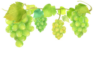 マスカットの水彩手描きフレームイラスト