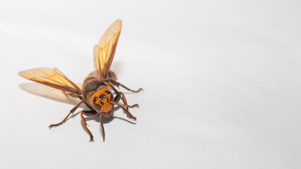 장수말벌, Jang-su-mal-beol