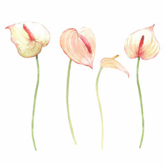Beautiful floral stock clip art illustration with hand drawn watercolor anthurium flowers.