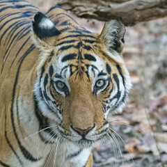 A wild tiger standing in the forest in India, Madhya Pradesh, close portrait 
