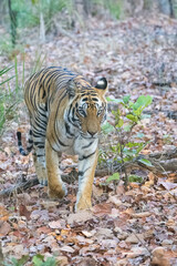 A wild tiger standing in the forest in India, Madhya Pradesh, close portrait 
