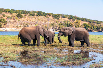 African elephants feed on an island in the Chobe River. Botswana