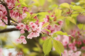 さくらとみどり