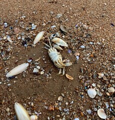 Dead crab on the beach