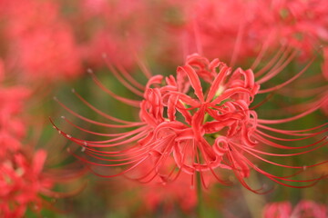 赤い彼岸花