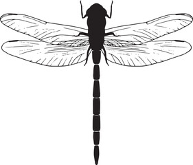 トンボのシルエット　ベクター © nekonohana