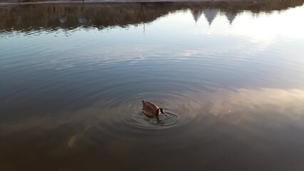 reflection in water