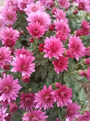 chrysanthemum flowers