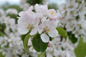 Closeup of an apple tree branch blooming