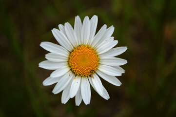 Fototapeta premium Closeup of a chamomile flower in the grass
