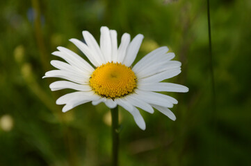Fototapeta premium Closeup of a chamomile flower in the grass