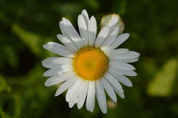 Closeup of a chamomile flower in the grass