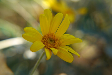 Closeup of a yellow daisy flower