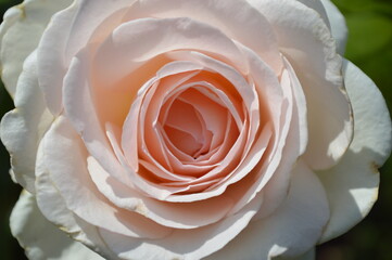 Closeup of a pale pink rose flower