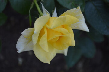 Closeup of a yellow rose flower