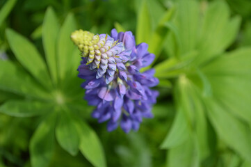 Closeup of a purple lupine flower