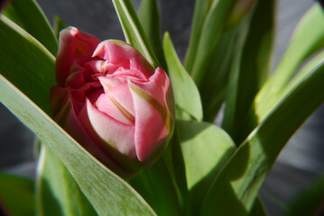 Closeup of a pink tulip bud